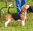 Aloha Spirit Beagles Breeder Page Picture