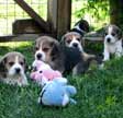 Del Rey Beagles