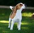 Dyno-Mite Beagles Breeder Page Picture Cash
