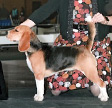 Epic Beagles Breeder Page