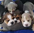 Sedgewick beagles