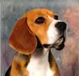 danter beagles